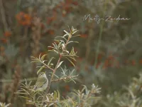 Swinhoes boszanger [Phylloscopus plumbeitarsus]